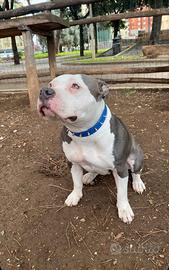 Meravigliosa american bully- Maschio per monta