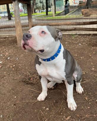 Meravigliosa american bully- Maschio per monta