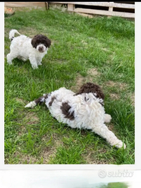 Lagotto romagnola