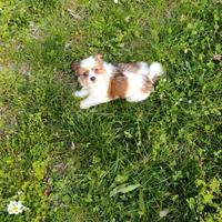 Cucciolo taglia piccola