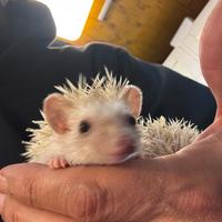 Riccio Africano baby