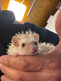 Riccio Africano baby