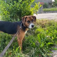 Incrocio boxer-pastore tedesco 1 anno