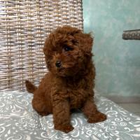 Cucciolo Barboncino Mini Toy