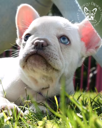 Cucciola bulldog francese