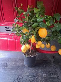 pianta di limone