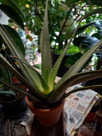 Aloe