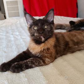 Cucciola Maine Coon tg XXL con pedigree Anfi