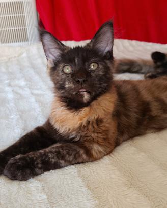 Cucciola Maine Coon tg XXL con pedigree Anfi