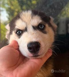 Siberian Husky puro