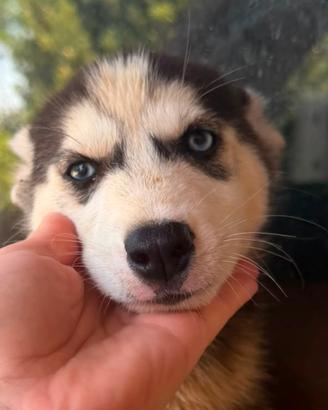 Siberian Husky puro