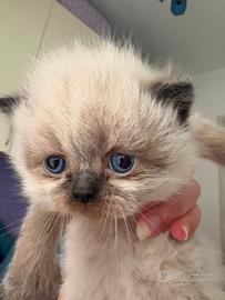 Si vendono gattini Persiani