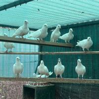 Colombi viaggiatori bianchi