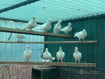 Colombi viaggiatori bianchi