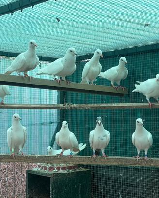 Colombi viaggiatori bianchi