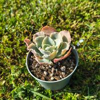Echeveria Cupeno vaso 6cm: pianta grassa