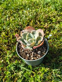 Echeveria Cupeno vaso 6cm: pianta grassa