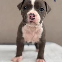 Amstaff