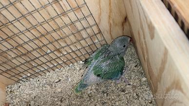 Disponibile parrocchetto dal collare ancestrale