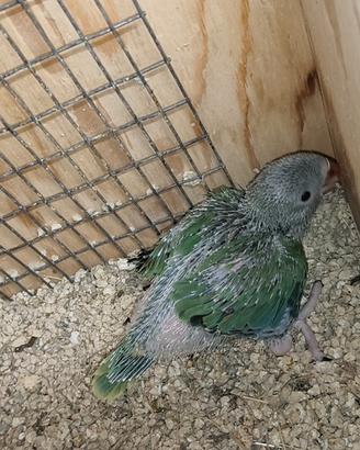 Disponibile parrocchetto dal collare ancestrale
