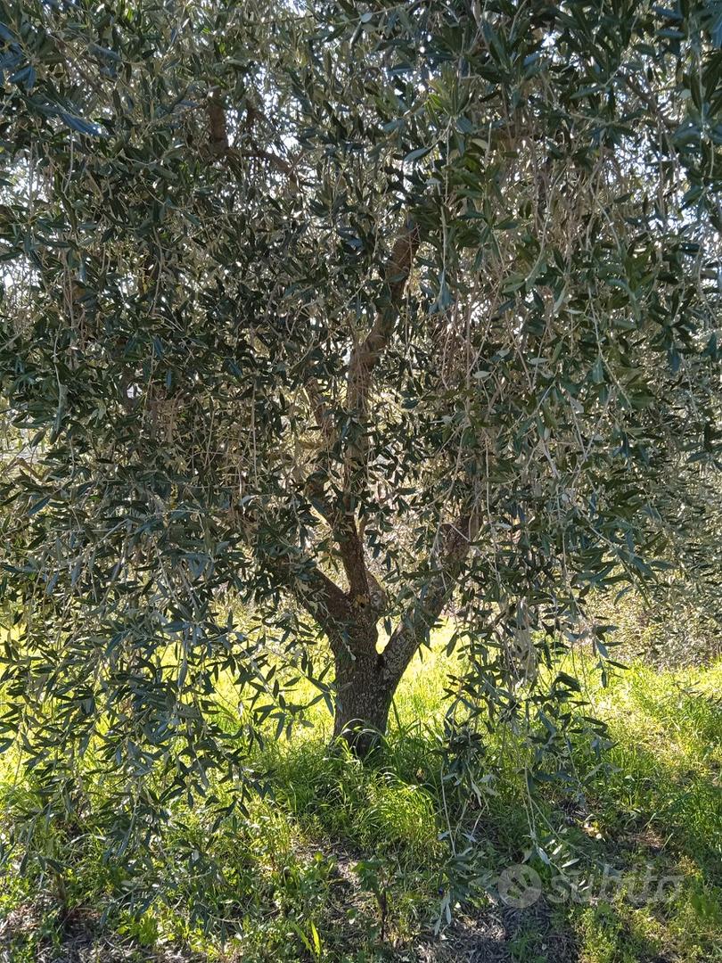 Terreno con piante di olivi - Vista 3