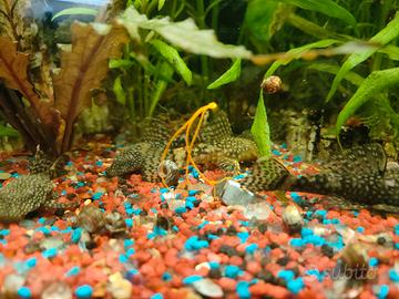 ancistrus