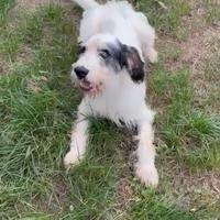 Meticcio simil spinone