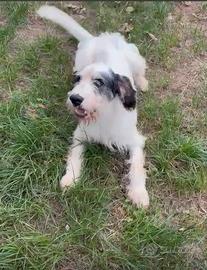 Meticcio simil spinone