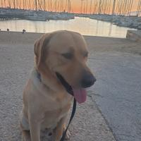 Labrador maschio da monta