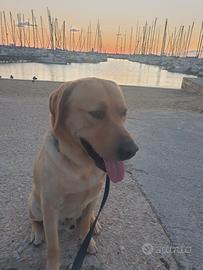 Labrador maschio da monta