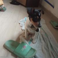 Ratonero bodeguero andaluz