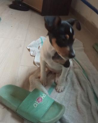 Ratonero bodeguero andaluz