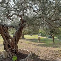 Raccolta olive