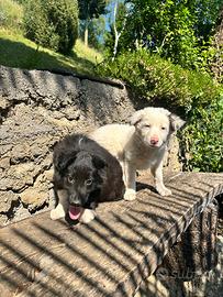 Cuccioli incrocio Border Collie