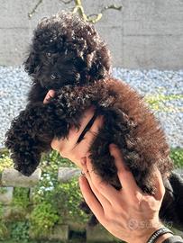 Barboncina toy color cioccolato fondente