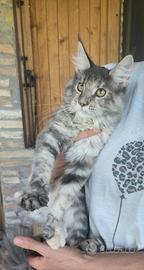 Cucciole di Maine Coon linea russa