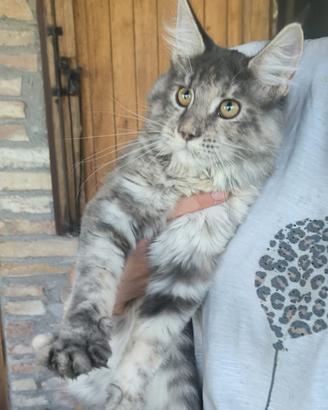 Cucciole di Maine Coon linea russa