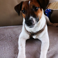 Jack Russel per Monta
