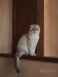 Scottish fold femmina 2 anni