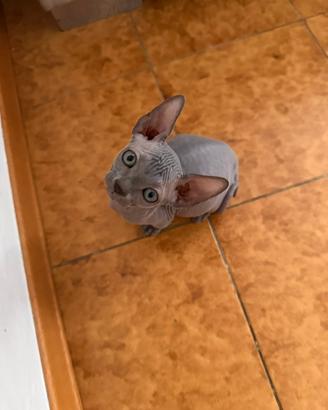 Cuccioli di Sphynx blu