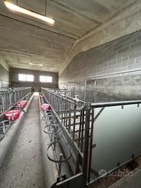 Box in acciaio inox per vitelli