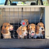 Cuccioli di beagle con pedigree