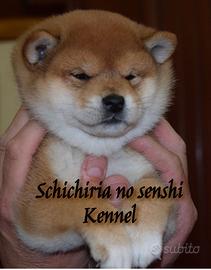 Shiba Inu cuccioli da Allevamento Ufficiale