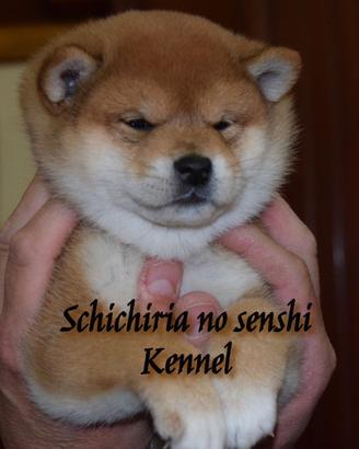 Shiba Inu cuccioli da Allevamento Ufficiale