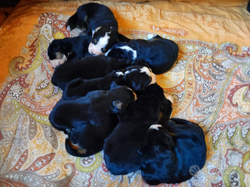 Cuccioli bovaro del bernese