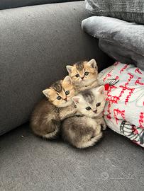 British Shorthair cuccioli