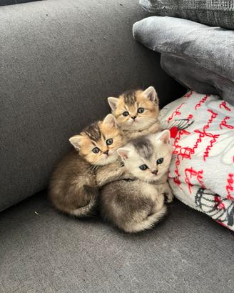 British Shorthair cuccioli