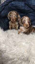 Bassotto Kaninchen/nano