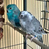 Parrocchetto dal groppone rosso