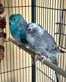 Parrocchetto dal groppone rosso